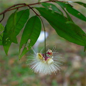 Syzygium puberulum