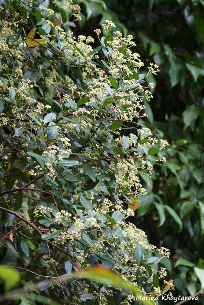 Syzygium incarnatum