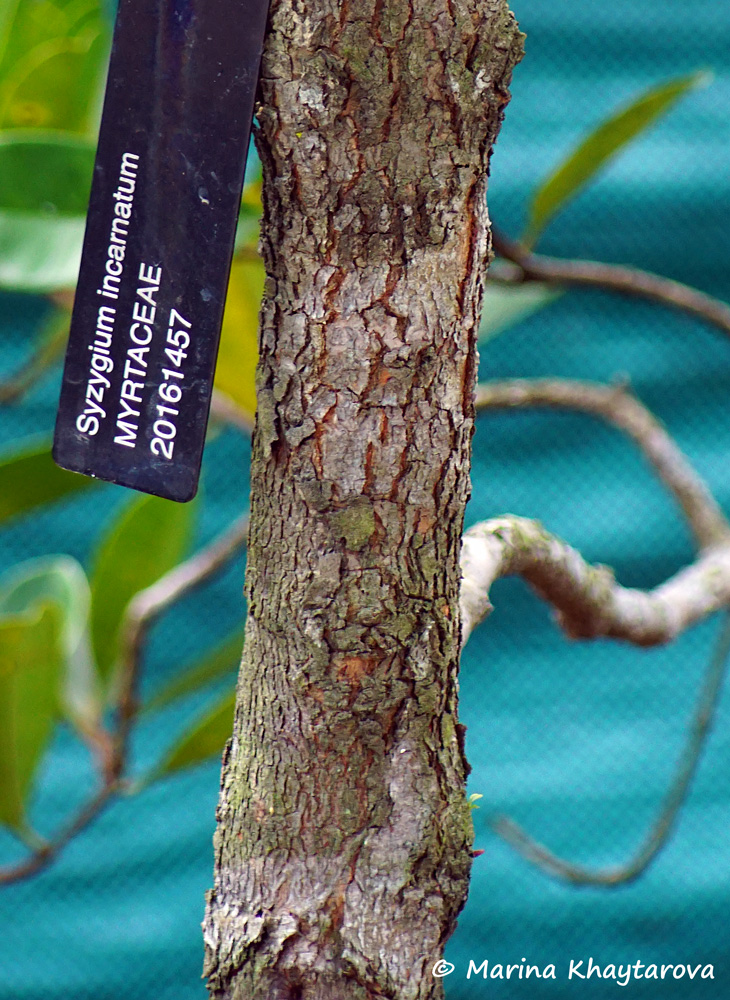 Syzygium incarnatum
