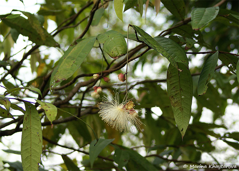 Syzygium puberulum