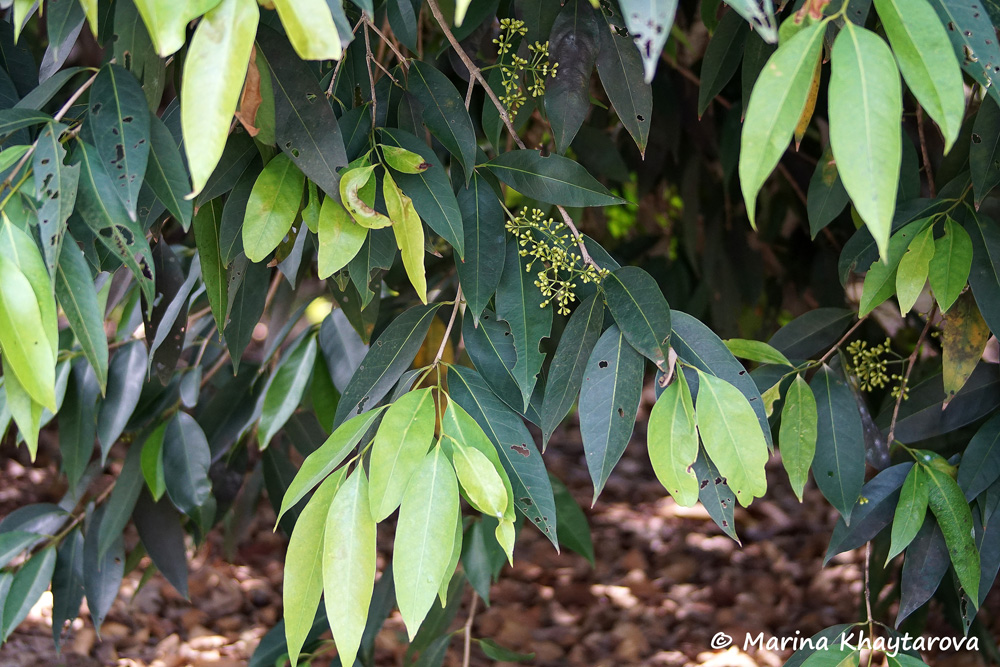 Syzygium tierneyanum