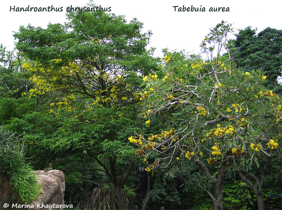 Handroanthus chrysanthus vs Tabebuia argentea