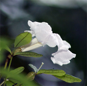 Tabebuia bahamensis