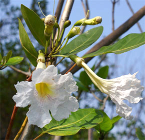 Tabebuia heterophylla