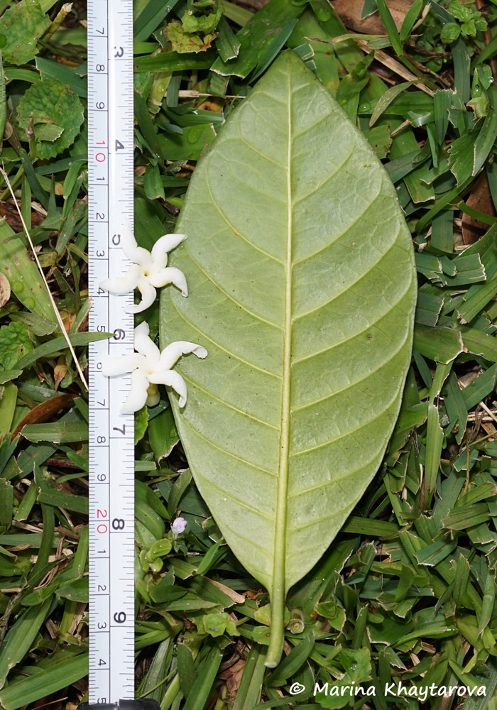 Tabernaemontana macrocarpa