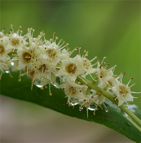 Terminalia foetidissima