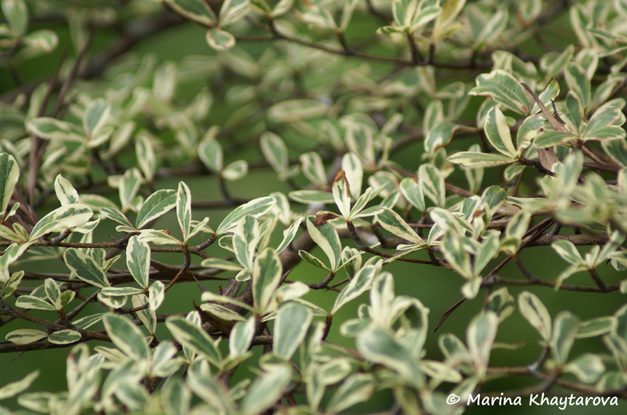 Terminalia mantaly cv. Tricolor