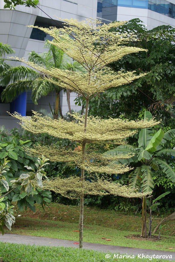 Terminalia mantaly cv. Tricolor