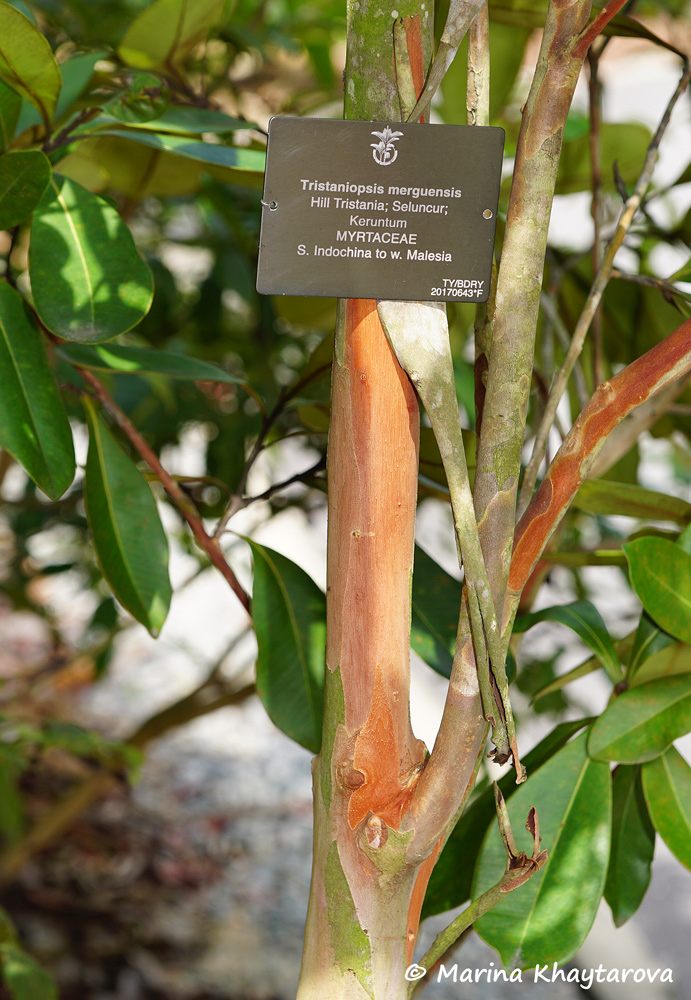 Tristaniopsis merguensis