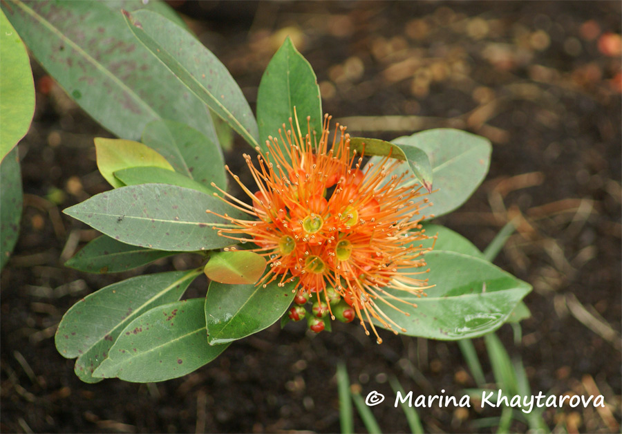 Xanthostemon chrysanthus orange